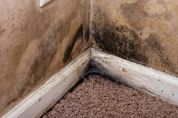 Signs Your Building Needs Mold Remediation Immediately