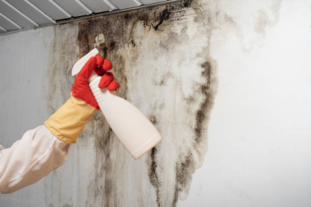 The Hidden Dangers of Mold in Commercial Buildings